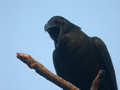 Corbeau à gros bec Corvus macrorhynchos