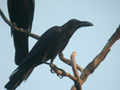 Corbeau à gros bec Corvus macrorhynchos