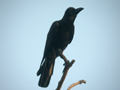 Corbeau à gros bec Corvus macrorhynchos