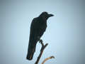 Corbeau à gros bec Corvus macrorhynchos