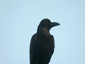 Corbeau à gros bec Corvus macrorhynchos