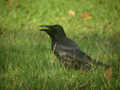 Corbeau à gros bec Corvus macrorhynchos