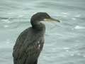 Cormoran huppé Phalacrocorax a. aristotelis