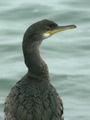 Cormoran huppé Phalacrocorax a. aristotelis