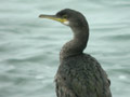 Cormoran huppé Phalacrocorax a. aristotelis