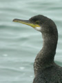 Cormoran huppé Phalacrocorax a. aristotelis