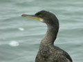 Cormoran huppé Phalacrocorax a. aristotelis