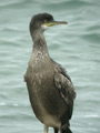 Cormoran huppé Phalacrocorax a. aristotelis