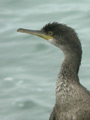 Cormoran huppé Phalacrocorax a. aristotelis