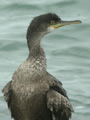 Cormoran huppé Phalacrocorax a. aristotelis