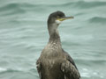 Cormoran huppé Phalacrocorax a. aristotelis