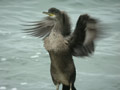 Cormoran huppé Phalacrocorax a. aristotelis