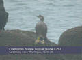 Cormoran hupp&eacute; Phalacrocorax a. aristotelis