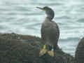 Cormoran huppé Phalacrocorax a. aristotelis