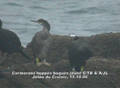 Cormoran hupp&eacute; Phalacrocorax a. aristotelis