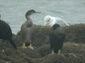 Cormoran huppé Phalacrocorax a. aristotelis