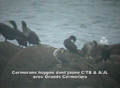 Cormoran hupp&eacute; Phalacrocorax a. aristotelis