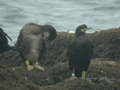 Cormoran huppé Phalacrocorax a. aristotelis