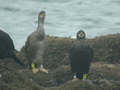 Cormoran huppé Phalacrocorax a. aristotelis