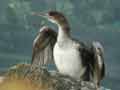 Cormoran huppé Phalacrocorax aristotelis desmarestii