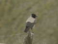 Corneille mantelée Corvus (corone) cornix