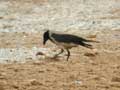 Corneille mantelée Corvus cornix