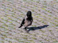 Corneille mantelée Corvus cornix