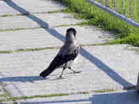 Corneille mantelée Corvus cornix