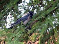 Corneille mantelée Corvus cornix