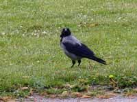 Corneille mantelée Corvus cornix