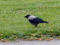 Corneille mantelée Corvus cornix