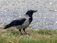 Corneille mantelée Corvus cornix