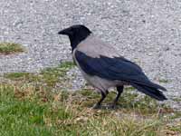 Corneille mantelée Corvus cornix