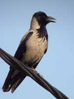 Corneille mantelée Corvus cornix