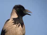 Corneille mantelée Corvus cornix