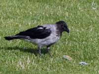 Choucas des tours Corvus monedula monedula