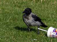 Choucas des tours Corvus monedula monedula