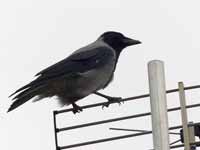 Corneille mantelée Corvus cornix