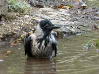 Corneille mantelée Corvus cornix