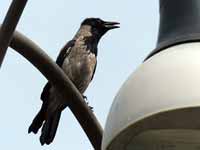 Corneille mantelée Corvus cornix