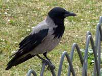 Corneille mantelée Corvus cornix