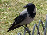 Corneille mantelée Corvus cornix