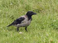 Corneille mantelée Corvus cornix