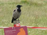 Corneille mantelée Corvus cornix