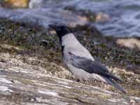 Corneille mantelée Corvus cornix