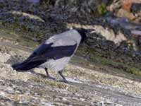 Corneille mantelée Corvus cornix