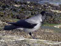 Corneille mantelée Corvus cornix