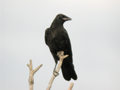 Corneille noire Corvus corone corone