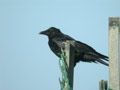 Corneille noire Corvus corone