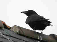 Corneille noire Corvus corone